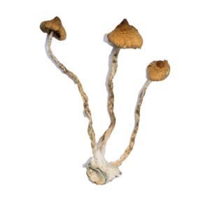 Syzygy-Magic-Mushrooms
