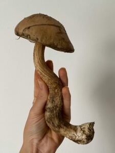 Air Force mushroom