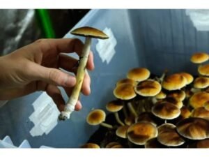 Where to buy psilocybin mushrooms in the USA