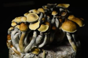 benefits of psychedelic mushrooms