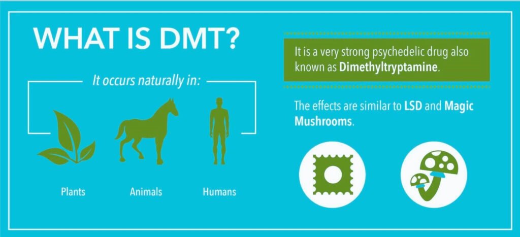 Where to Get DMT