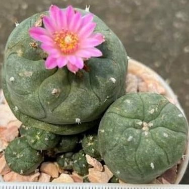 L.W Jourdaniana plant 5 to 5.5cm