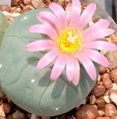 3 L.Fricii cactus plants 3 to 4 cm diameter