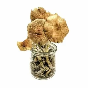 African Transkei Mushrooms (Psychedelic Products)