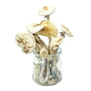Cambodia Albino Mushrooms Live