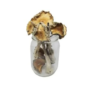 Blue Meanie Mushrooms