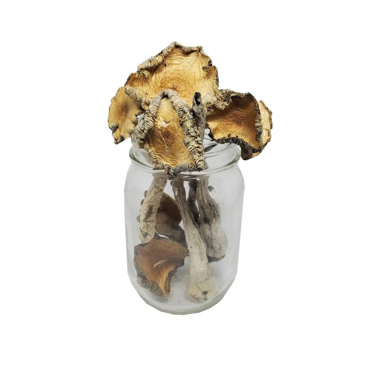 Blue Meanie Mushrooms