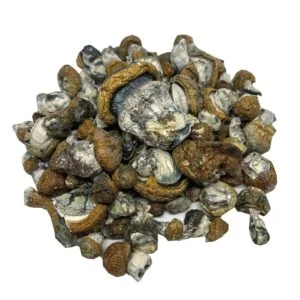Burmese Mushrooms Live Psilocybin