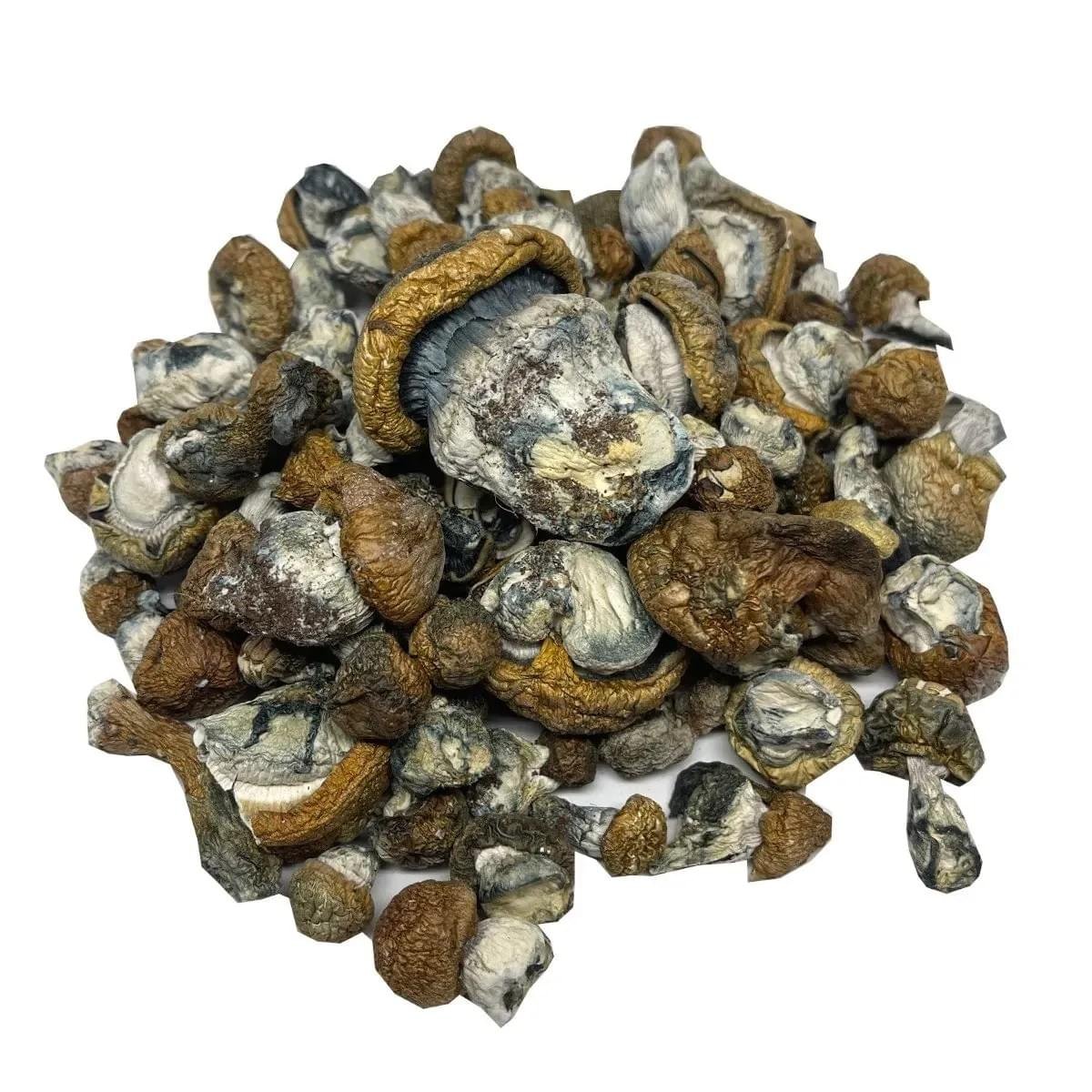 Burmese Mushrooms Live Psilocybin