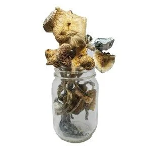 Golden Teacher Mushrooms Live Psilocybin