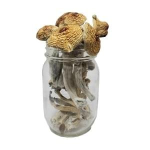 Hillbilly Mushrooms Live Psilocybin