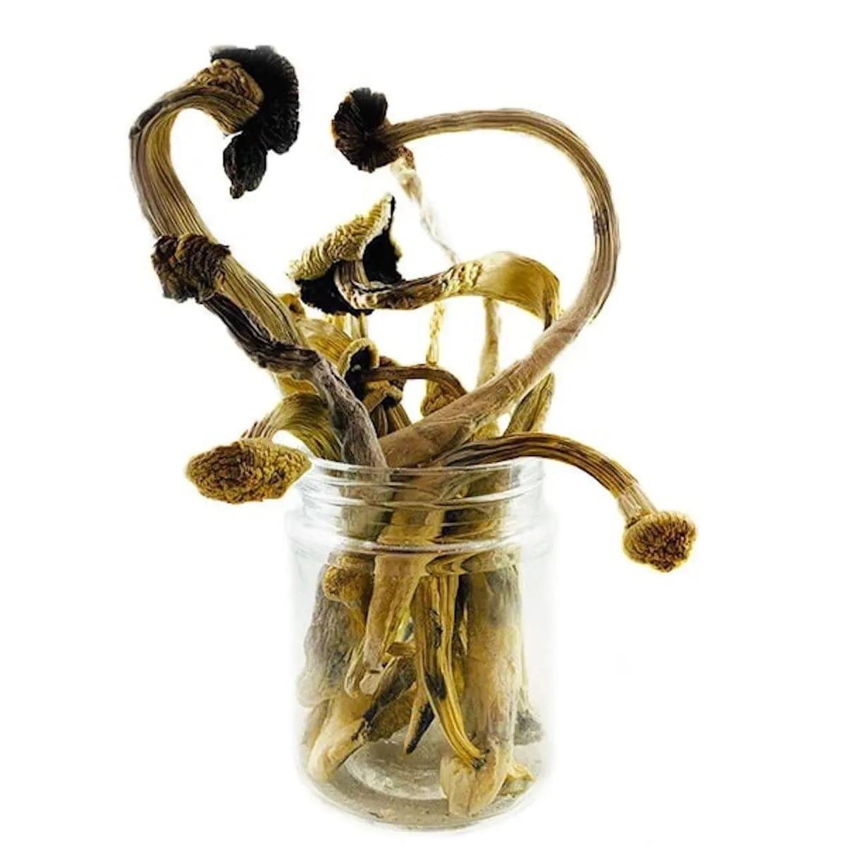 Koh Samui Super Strain