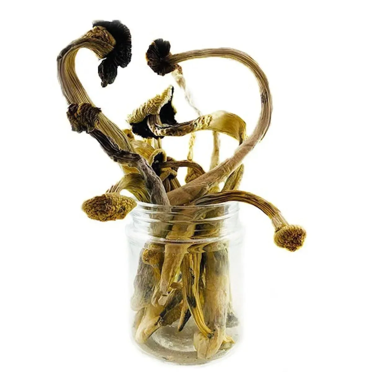 Koh Samui Super Strain