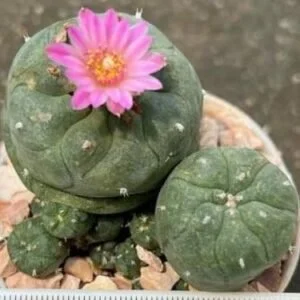 L.W Jourdaniana plant 5 to 5.5cm