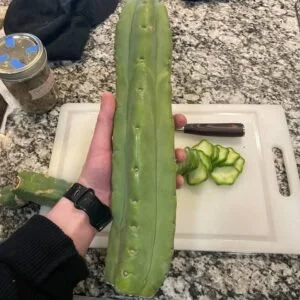 San Pedro powder 30g