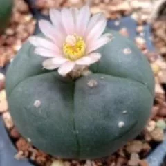 3 L.W cactus plants 3 to 3.5 cm diameter