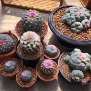 Fresh Peyote Buttons